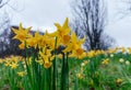 Yellow Narcissus Daffodil Flowers in Bloom