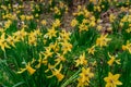 Yellow Narcissus Daffodil Flowers in Bloom