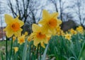 Yellow Narcissus Daffodil Flowers in Bloom