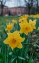 Yellow Narcissus Daffodil Flowers in Bloom