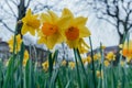 Yellow Narcissus Daffodil Flowers in Bloom