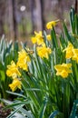 Yellow Narcissus - daffodil on a green background