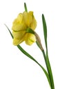 Yellow narcissus delnashaugh with petals on white background. Back view. Full depth of field. Royalty Free Stock Photo