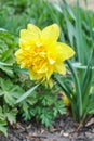 Yellow narcissus Wilden