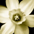 Yellow narcissus in duotone Royalty Free Stock Photo