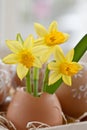 Yellow narcissus in egg shell Royalty Free Stock Photo