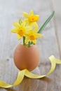 Yellow narcissus in egg shell Royalty Free Stock Photo