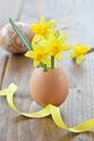 Yellow narcissus in egg shell Royalty Free Stock Photo