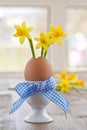 Yellow narcissus in egg shell Royalty Free Stock Photo