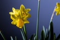 Yellow narcissus flower in bloom close up still, friendship flower symbol, on a blue background