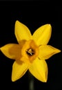 Yellow narcissus flower close up yellow river family amaryllidaceae modern background high quality print