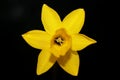 Yellow narcissus flower close up yellow river family amaryllidaceae modern background high quality print