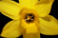 Yellow narcissus flower close up yellow river family amaryllidaceae modern background high quality print