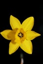 Yellow narcissus flower close up yellow river family amaryllidaceae modern background high quality print