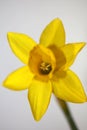 Yellow narcissus flower close up yellow river family amaryllidaceae modern background high quality print