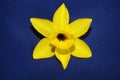 Yellow narcissus flower close up yellow river family amaryllidaceae modern background high quality print