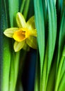 Yellow Narcissus flower Royalty Free Stock Photo