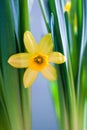 Yellow Narcissus flower Royalty Free Stock Photo