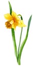 Set of watercolor daffodils isolated on white background