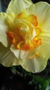 Yellow narcissus flower head