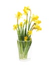 Yellow narcissus flower isolated Royalty Free Stock Photo