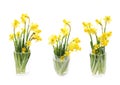 Yellow narcissus flower isolated Royalty Free Stock Photo