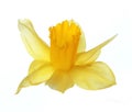 Yellow narcissus flower isolated on white