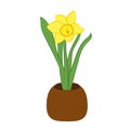 Yellow narcissus flower in a pot. Flat illustration isolated on white background. Vector illustration Royalty Free Stock Photo