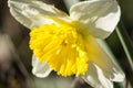 Yellow Narcissus Flower on Sunset Royalty Free Stock Photo