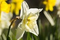 Yellow Narcissus Flower on Sunset Royalty Free Stock Photo