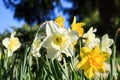 Yellow Narcissus Flower on Sunset Royalty Free Stock Photo