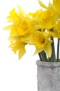 Yellow Narcissus flowers Royalty Free Stock Photo