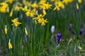 Yellow narcissus flowers on a background of green grass. Early flower buds are blooming. Spring. Blurred background Royalty Free Stock Photo