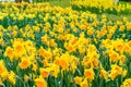 Yellow narcissus flowers,Beautiful Spring Flowers at the Keukenhof Garden, Lisse- Netherlands Royalty Free Stock Photo