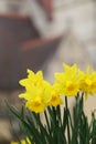 Yellow narcissus flowers blossoming in spring season Royalty Free Stock Photo