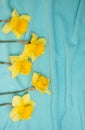 Yellow Narcissus Flowers On Blue Textile Background. Flat Lay, Top View. Floral Festive Holiday Concept. Vertical Frame
