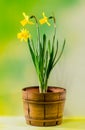 Yellow narcissus flowers in a brown rustic (vintage) pot, close up. Royalty Free Stock Photo