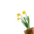 Yellow narcissus flowers in a brown rustic (vintage) pot, close up. Royalty Free Stock Photo