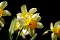 Yellow narcissus flowers, Daffodil on a black background