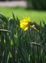 Yellow narcissus flowers growing under spring sunshine Royalty Free Stock Photo