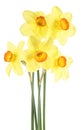 Yellow narcissus flowers isolated on white background. Yellow daffodils. Bouquet of daffodils Royalty Free Stock Photo