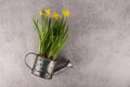 Yellow narcissus flowers in metallic watering can Royalty Free Stock Photo