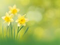 Yellow narcissus flowers spring background Royalty Free Stock Photo