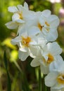 Yellow narcissus in the garden. Beautiful spring landscape. Soft focus Royalty Free Stock Photo