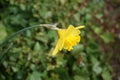 Yellow Narcissus in the garden in spring. Narcissus is a genus of predominantly spring flowering perennial plants. Berlin, Germany Royalty Free Stock Photo