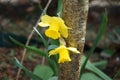 Yellow Narcissus in the garden in spring. Narcissus is a genus of predominantly spring flowering perennial plants. Berlin, Germany Royalty Free Stock Photo