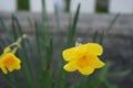 Yellow Narcissus in the garden in spring. Narcissus is a genus of predominantly spring flowering perennial plants. Berlin, Germany Royalty Free Stock Photo