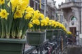 Yellow narcissus in green pots in Amsterdam