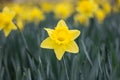 Yellow narcissus, jonquil flower standing out of daffodil flower