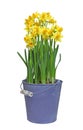 Yellow Narcissus in a metal bucket